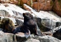 Sea lions in the Ballestas Islands 64