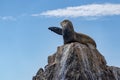 Californian sea lion seal relaxing on a rock pointing with fin Royalty Free Stock Photo