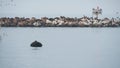 Sea lion or seal rookery. California wildlife. Colony of aninmals, birds flock. Royalty Free Stock Photo