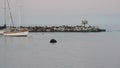 Sea lion or seal rookery. California wildlife. Colony of aninmals, birds flock.