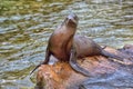 Sea Lion Royalty Free Stock Photo