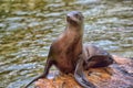 Sea Lion Royalty Free Stock Photo
