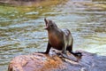 Sea Lion Royalty Free Stock Photo