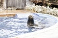 A sea lion show