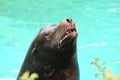 Sea Lion Showing His Teeth Royalty Free Stock Photo