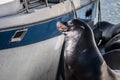 Sea lion siting on a dock close to a boat, drying its fur in the Royalty Free Stock Photo