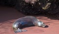 Galapagos Island Landscapes and Wildlife