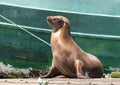 Sea Lion Sitting On A Dock Near The Shoreline Of Isabela Island In The Galapagos, Ecuador.