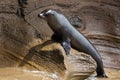 A sea lion sitting on the rock