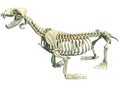 Sea Lion Skeleton 3D rendering Royalty Free Stock Photo