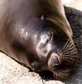 Sea Lion sleep on rock chill Calm