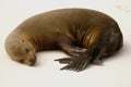 Sea-lion sleeping Royalty Free Stock Photo