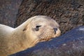Sea lion sleeping amongst rocks Royalty Free Stock Photo