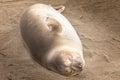 Sea lion sleeping on the beach close to San Simeon, California Royalty Free Stock Photo