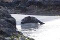 Sea lion sleeping on the beach Royalty Free Stock Photo