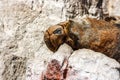 Sea lion sleeping, Islas Ballestas, Paracas Peninsula, Peru Royalty Free Stock Photo