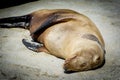 Sea Lion sleeping