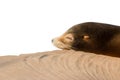 Sea lion sleeping on large stone isolated on white Royalty Free Stock Photo