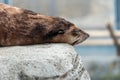 Sea lion sleeping peacefully on a rock Royalty Free Stock Photo