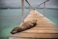 Sea Lion Sleeping on Pier