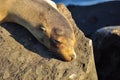 Sea lion sleeping on a rock Royalty Free Stock Photo