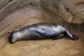 A sea lion sleeping on the rock