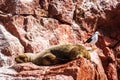 Sea Lion sleeping on a rock in the Islas Ballestas, Paracas Peninsula, Peru Royalty Free Stock Photo