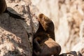 Sea lion on a rock, Islas Ballestas, Paracas Peninsula, Peru Royalty Free Stock Photo