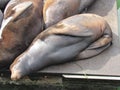 Sea lion sleeping