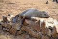 Sea lion sleeping on a stone wall, Skeleton Coast site, large sea lion colony, Namibia, Africa Royalty Free Stock Photo