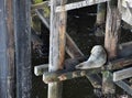 Sea lion sleeping Royalty Free Stock Photo