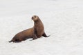 Sea lion standing isolated on white sand beach, Galapagos Islands, Ecuador. Royalty Free Stock Photo