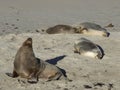 Sea lion beach and sun