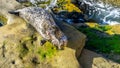 Sea lion sunbathing on cliffs. Royalty Free Stock Photo