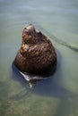 Sea lion sunbathing