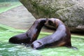 Sea Lion - Sweet Kiss Royalty Free Stock Photo