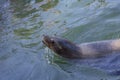 Sea Lion swimming in blue water with head above the water