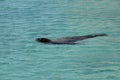 Sea lion swimming in Carribbean sea Royalty Free Stock Photo