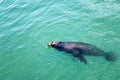 Sea Lion Swimming