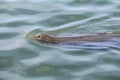 Sea lion swimming in the sea in california