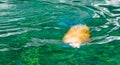 Sea lion swimming under water in closeup, Eared seal specie, marine life animals