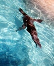 Sea lion swimming underwater