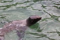 Sea lion swimming Royalty Free Stock Photo