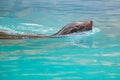 Sea Lion swimming in water. Photography taken in France