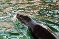 Sea lion Royalty Free Stock Photo