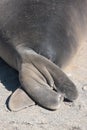 Sea Lion Tail