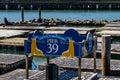 Sea Lion 25th Anniversary at San Franciscos Pier 39 Royalty Free Stock Photo