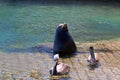 Sea Lion and two Pelicans on the marina boat launch in Cabo San Lucas Mexico