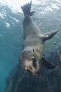 Sea lion underwater looking at you Royalty Free Stock Photo