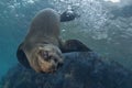 Sea lion underwater looking at you Royalty Free Stock Photo